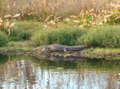 Florida In Talks With Trump Admin To Shutter Alligator Alcatraz