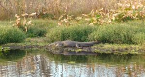 Florida In Talks With Trump Admin To Shutter Alligator Alcatraz