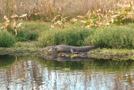 Florida In Talks With Trump Admin To Shutter Alligator Alcatraz